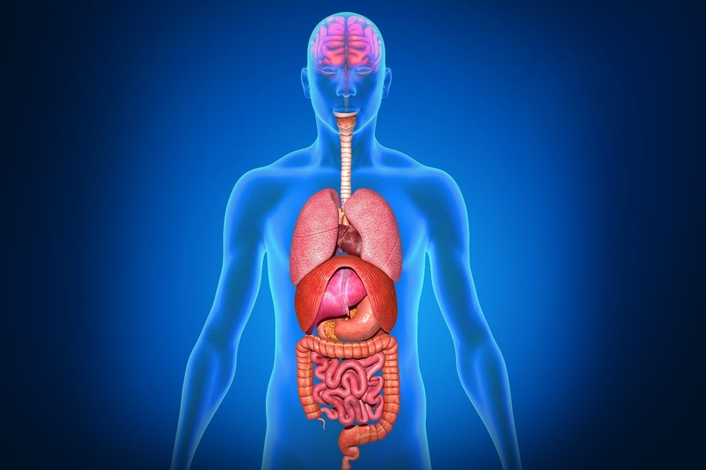 Organ Placement: Why Some Internal Organs Are On One Side Rather Than Other?