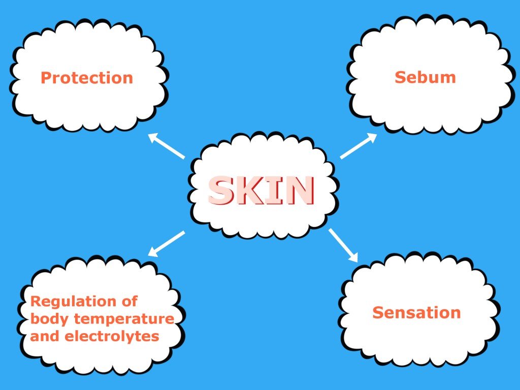 Skin Structure And Function