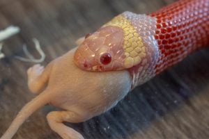 Milk Snake: Diet, Habitat, Behavior, Lifespan And Other Facts