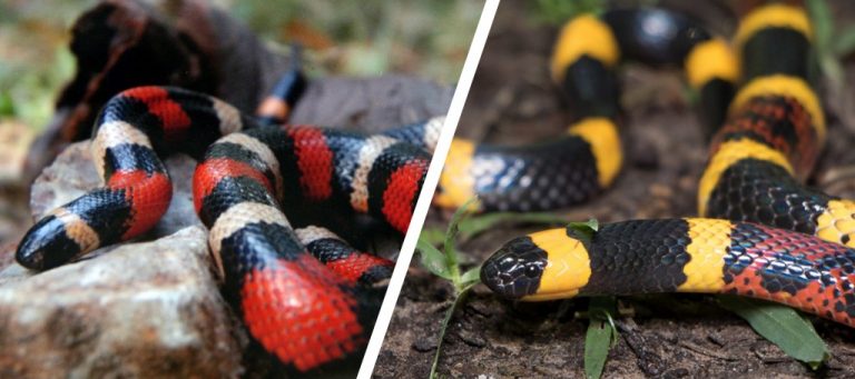 Milk Snake: Diet, Habitat, Behavior, Lifespan And Other Facts