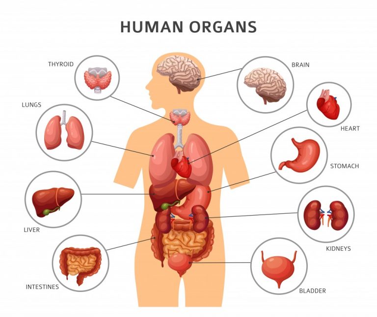 why-does-your-stomach-hurt-when-you-laugh-really-hard-science-abc