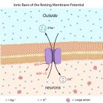 How Do Neurons Generate Electricity Inside Our Brain?