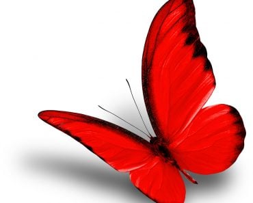 Why Don't Butterfly Fly In A Straight Path?