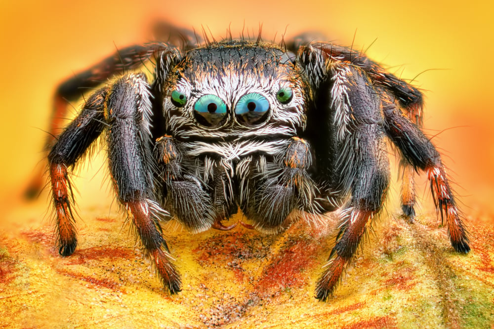 Spider Eye Types