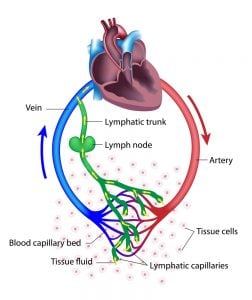 Lymphatic System: Definition, Function, Diagram & Simple Explanation