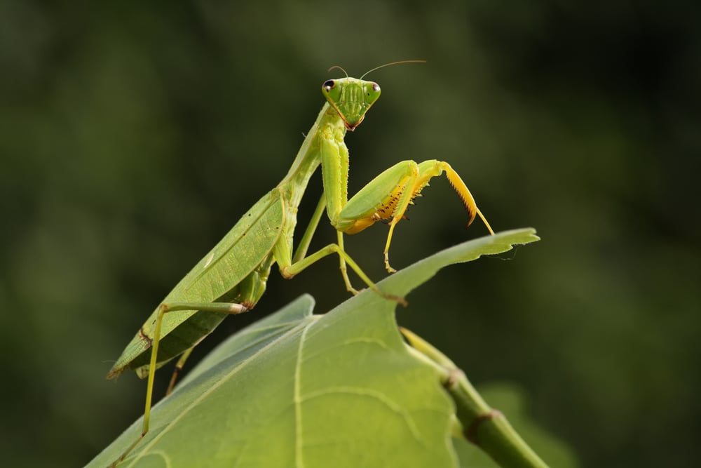 Mantis-from-family-Sphondromantis-probably-Spondromantis-viridis-lurking-on-the-green-leaf-Image-Karel-Bartiks.jpg