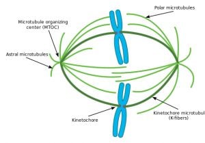 Centrioles: Definition, Location, Role, And Function