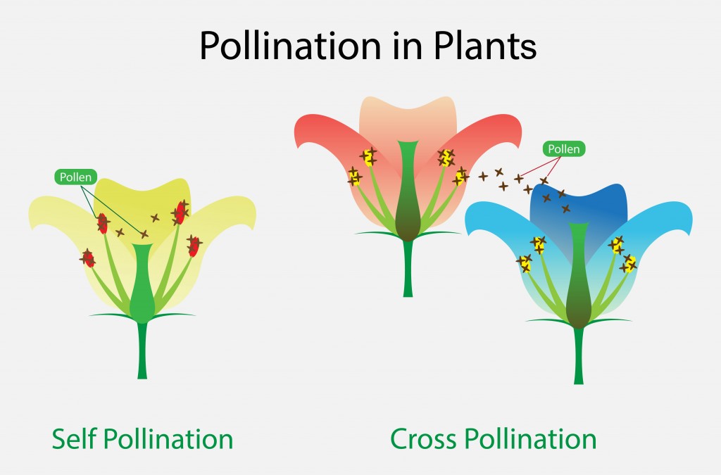 Types Of Pollination In Plants