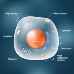 Nucleus Function: What Is A Nucleus? What Does The Nucleus Do?