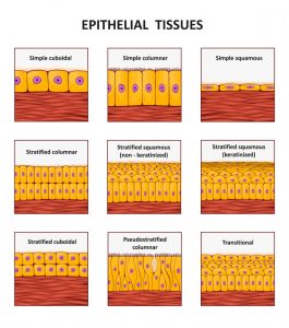 Scutoid: Latest Shape Discovered In Epithelial Cells