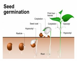 How Does A Seed Grow Into A Plant?