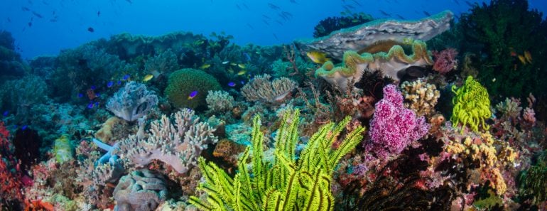 Colorful feather stars and soft corals on a reef inside the Coral( Richard Whitcombe)s