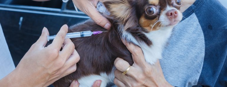 Vaccination against rabies,Rabies vaccines Dog got a vaccination against the rabies(boyphare)s