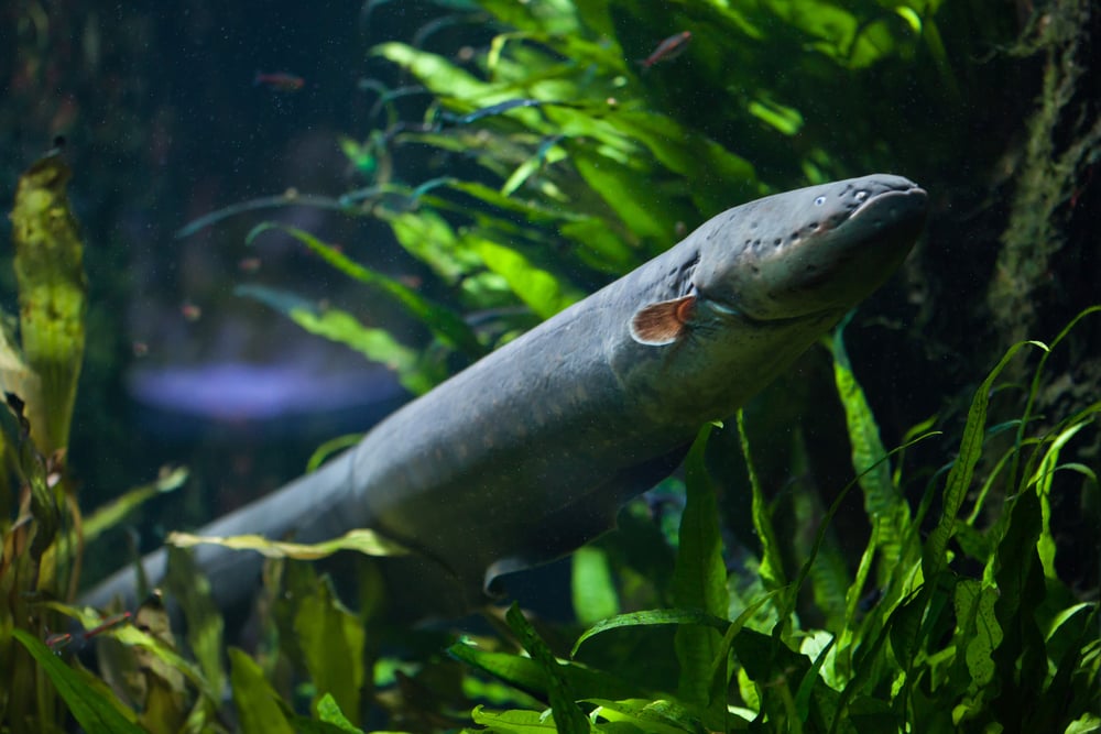 Electric Fish: How Do Electric Eels Produce Electricity?