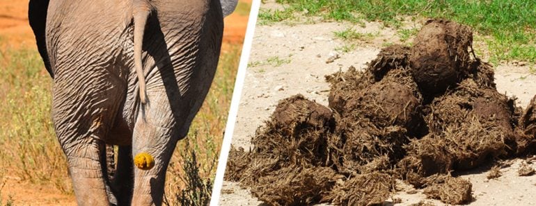 An elephant poops over 15 times in a day