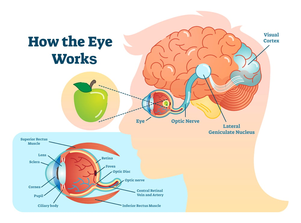  DIAGRAM Psychology Of Eye Diagram Simple MYDIAGRAM ONLINE