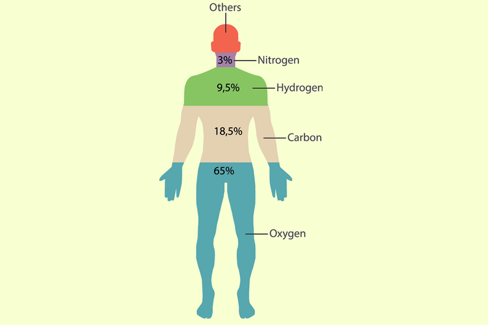 Chemical Makeup Of A Human Bios Pics