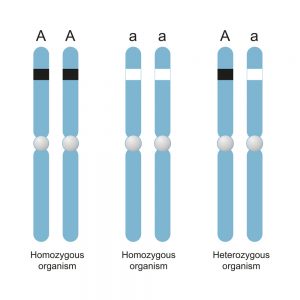 Mendel's Law Of Segregation: Definition, Explanation, Biology & Examples