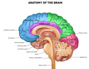 Brain Size & Intelligence: Do Larger Brains Mean Better Cognitive ...