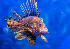 How Do Fish Communicate With Each Other? » ScienceABC