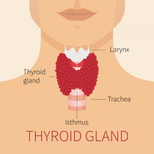 Thyroid Gland: Function, Location, Hormones, Histology And Anatomy