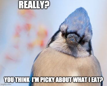 Blue Jay Foods: What Do Blue Jays Eat?