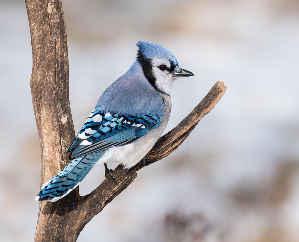 Blue Jay Foods What Do Blue Jays Eat 