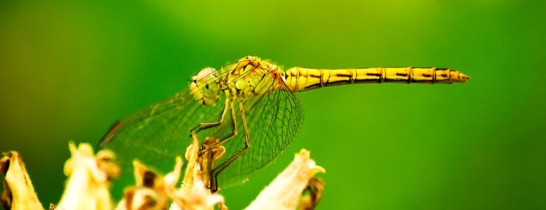 Dragonfly on flower macro view(MS555)S