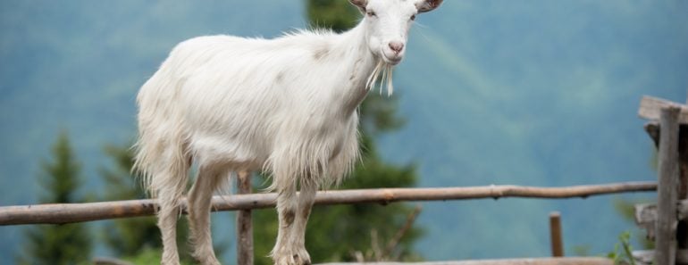 Goat on a pasture in Carpathians(Gorb Andrii)S