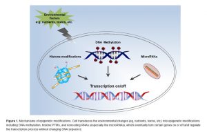 What Is Epigenetic Inheritance? » ScienceABC