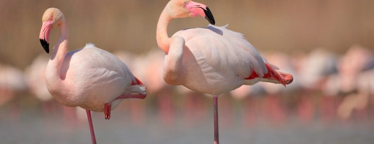 Pink big birds Greater Flamingos(Ondrej Prosicky)s