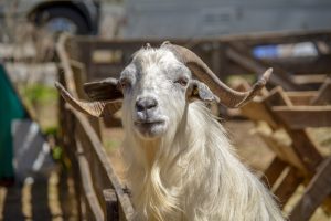 Why Do Goats Faint? » ScienceABC