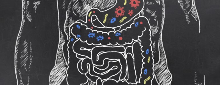 Intestines with Gut Bacteria on Blackboard(T. L. Furrer)S