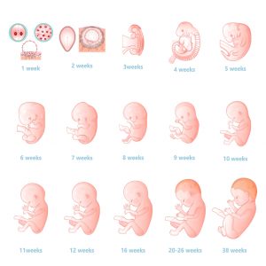 Organ Placement: Why Some Internal Organs Are On One Side Rather Than ...