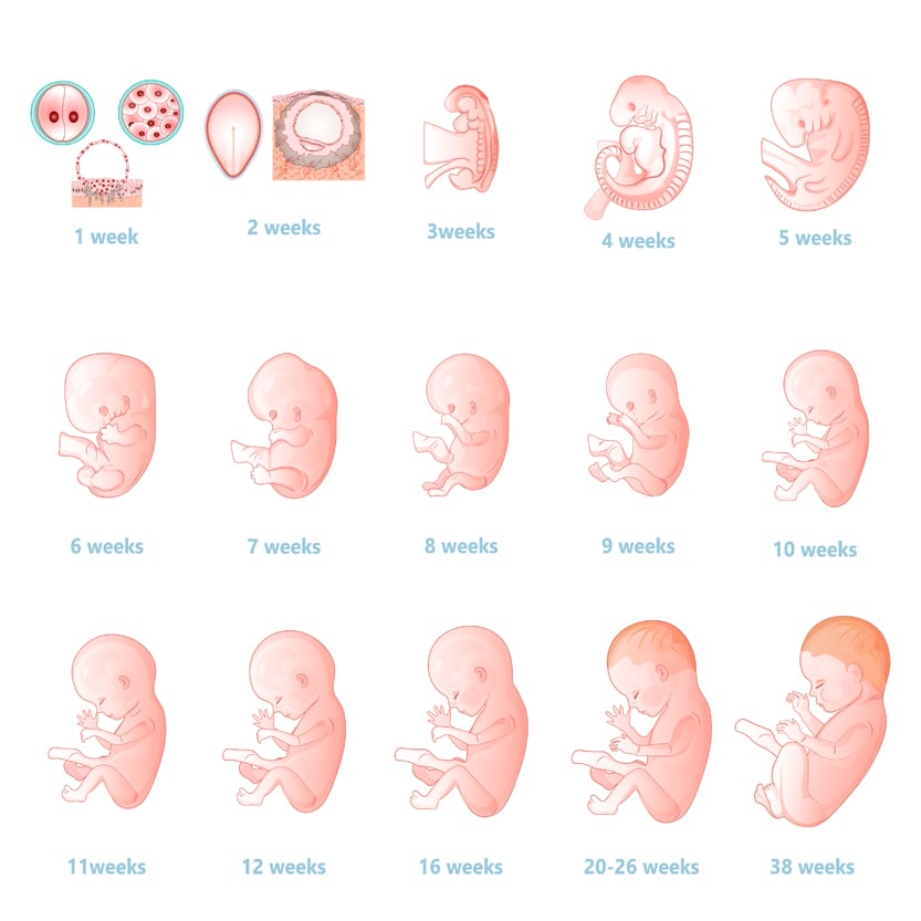Baby Development Sex Organs