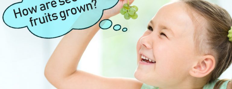 Cute little girl is looking at bunch of green grapes