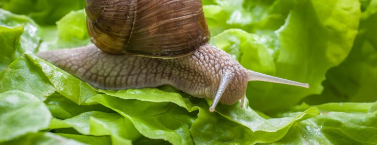 Slug eating lettuce leaf. Snail invasion in the garden(Alexander Raths)S