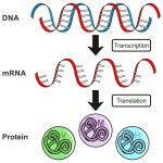 Is 98% Of Our DNA Really Junk? » Science ABC