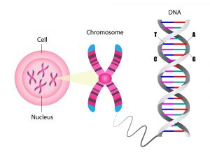 Is 98% Of Our DNA Really Junk? » ScienceABC