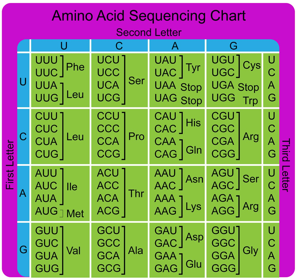 amino acid sequences indicators of evolution