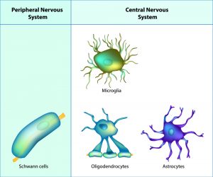 Glial Cells: Discovery, Importance, Types, And Functions