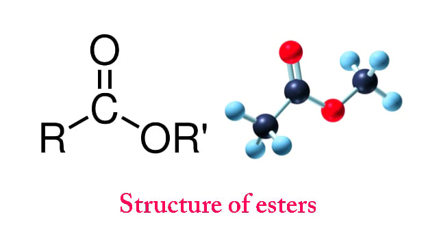 Ester Molecule