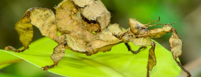 A close-up shot of a Spiny leaf insect(Aedka Studio)s