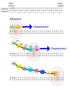 What Are The Two Rare Amino Acids? » Science ABC