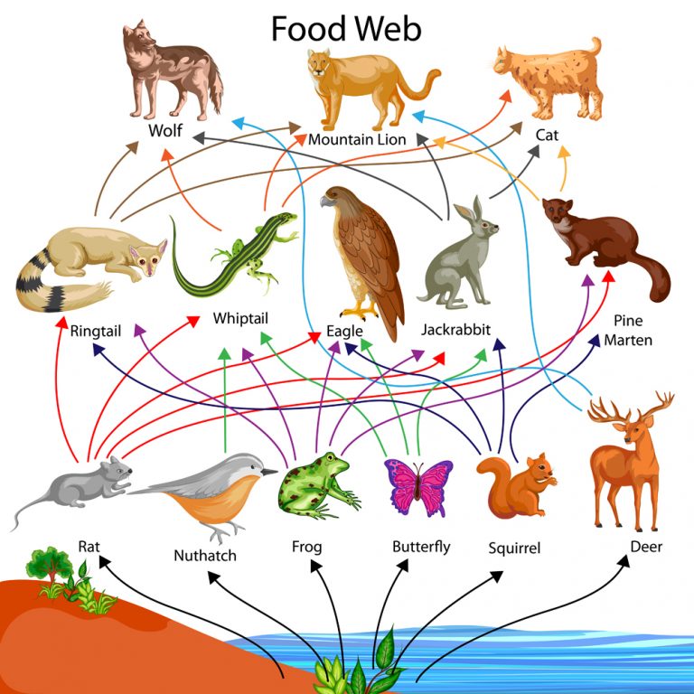 what-is-species-extinction-what-happens-when-a-species-goes-extinct