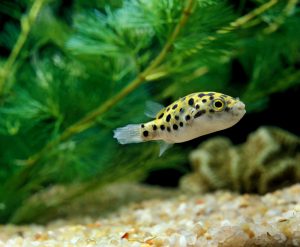 What Are Pufferfish And Are They Poisonous?