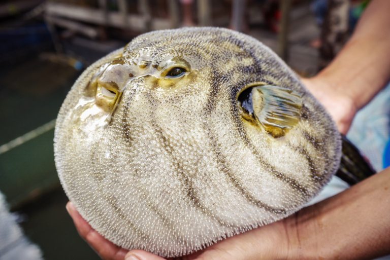 what-are-pufferfish-and-are-they-poisonous