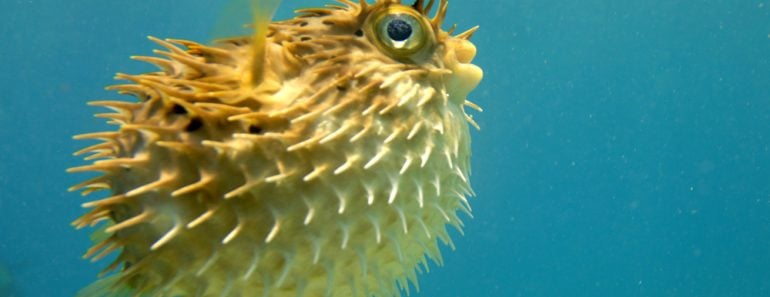 puffer fish seeming along(Kim Hefner)s