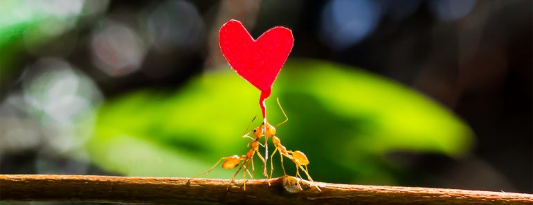 Two fire ants helping each other carry a paper heart shape(ChaiyaTN)s