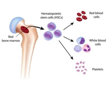 What Are Stem Cells? » Science ABC